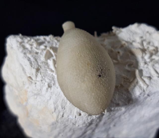 Stachel eines Tylocidaris baltica (SCHL�TER 1892) - Bild &copy; FossNet FossilienStore